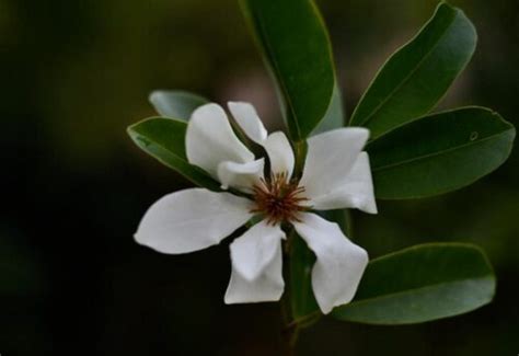 含笑花好種嗎|含笑花有哪些種類，八種常見的含笑花品種/紫花含笑。